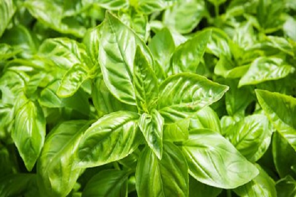 Did You Know Basil is Considered Unlucky?